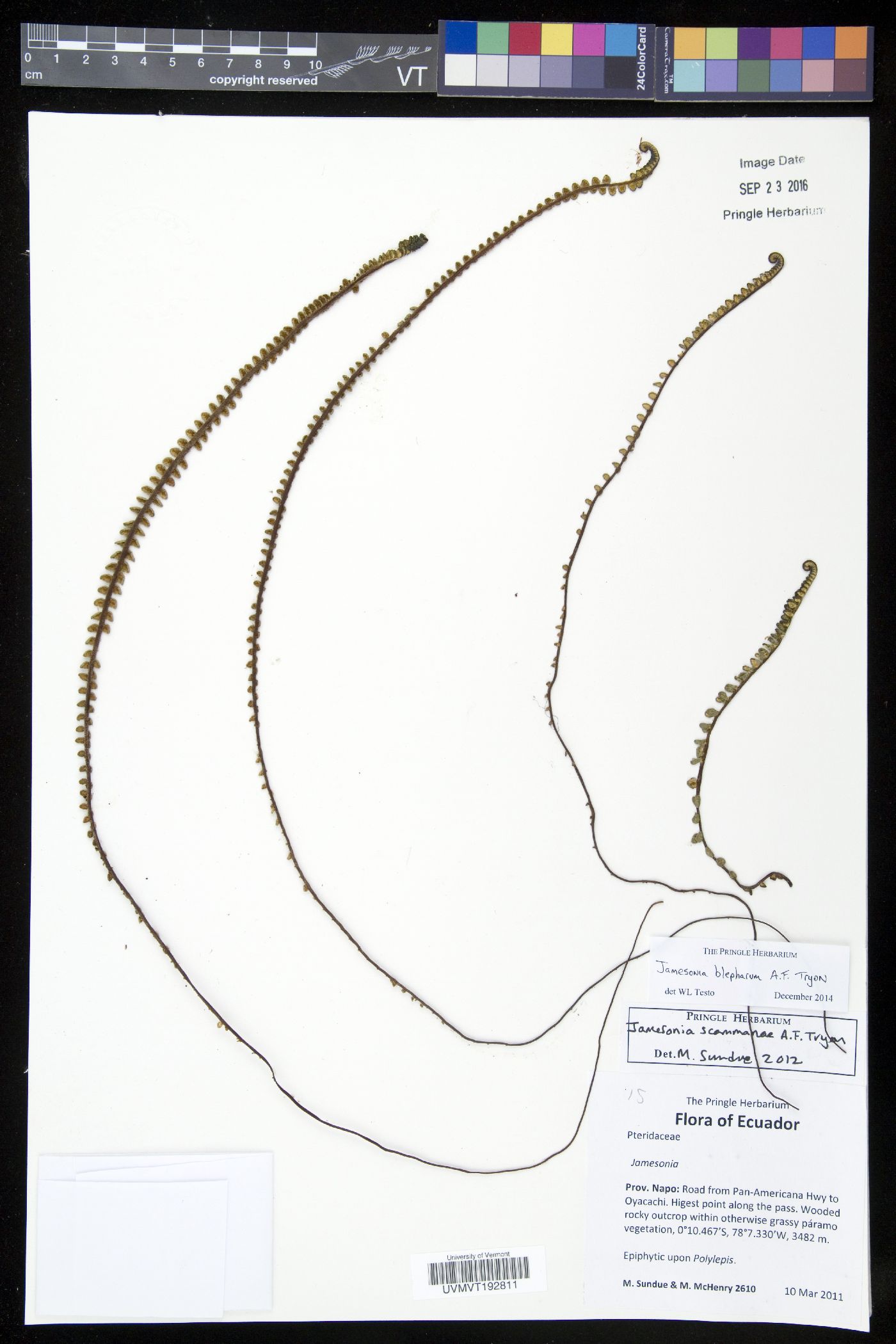 Jamesonia blepharum image