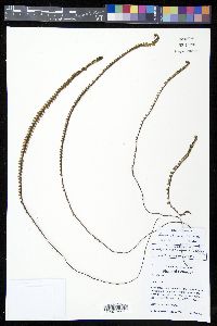Jamesonia blepharum image