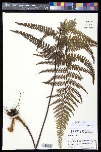 Pityrogramma ebenea image