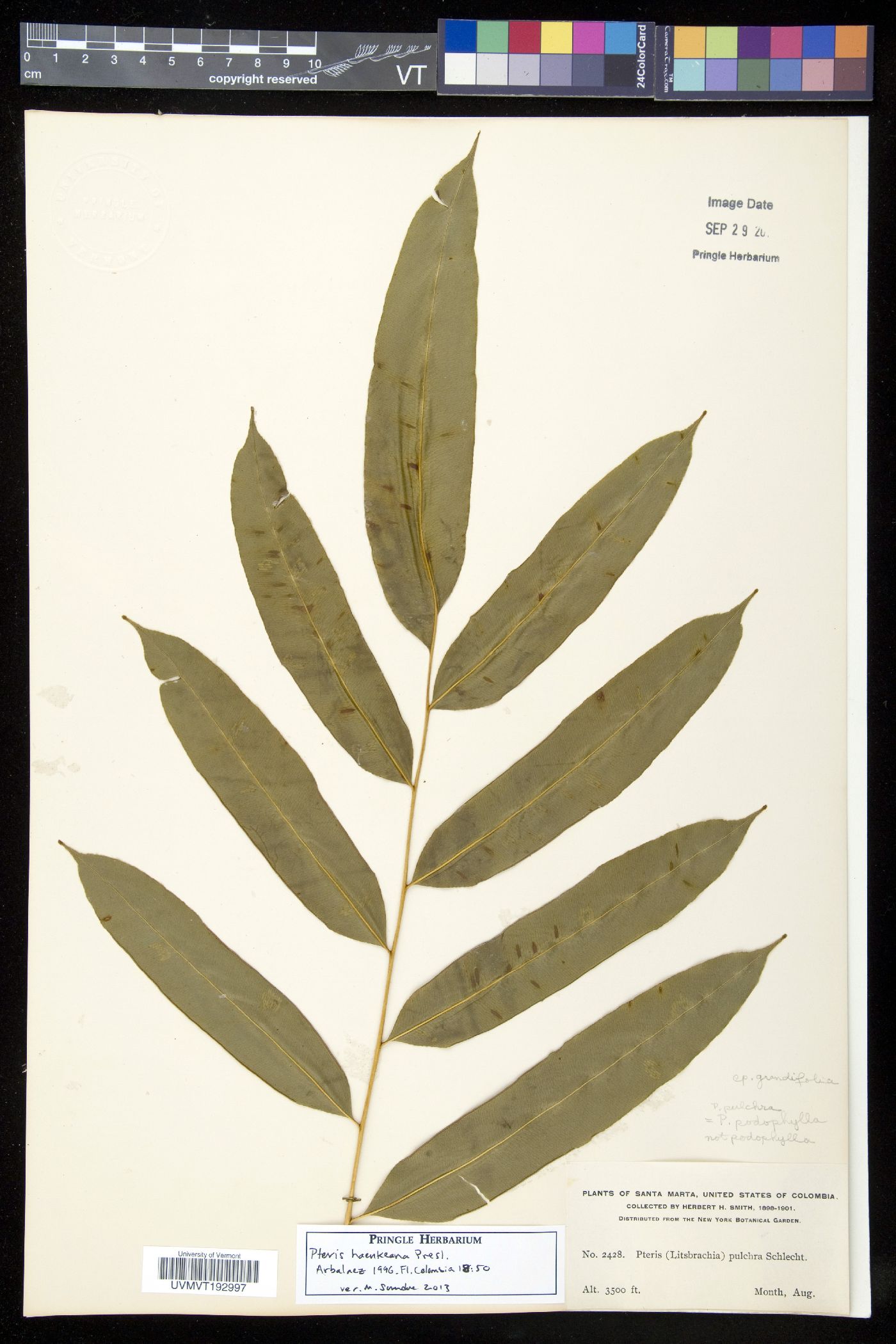 Pteris haenkeana image