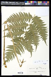 Pteris arborea image