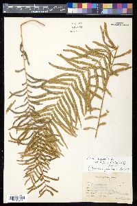 Pteris longifolia var. bahamensis image