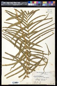 Pteris longifolia image