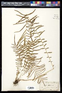 Pteris longifolia image