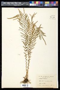 Pteris longifolia image