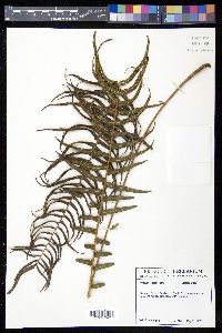 Pteris longifolia image