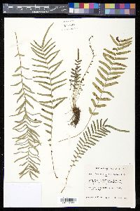 Pteris longifolia var. bahamensis image