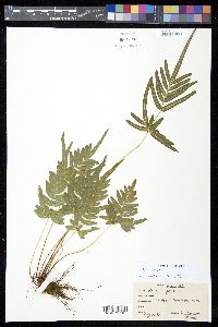 Pteris mutilata image