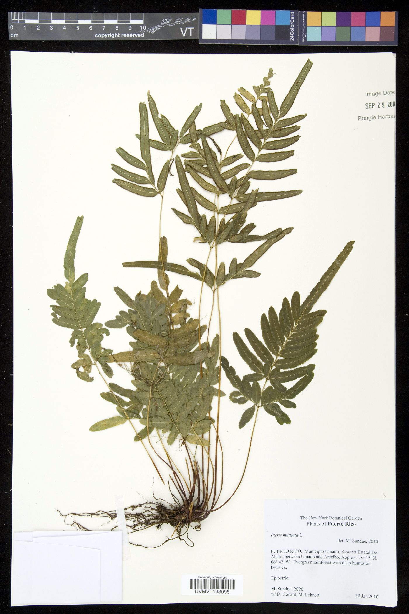 Pteris mutilata image