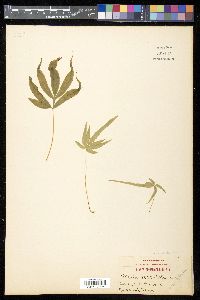 Pteris multifida image