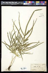 Pteris multifida image