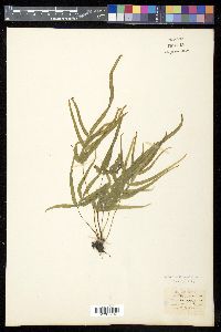 Pteris multifida image