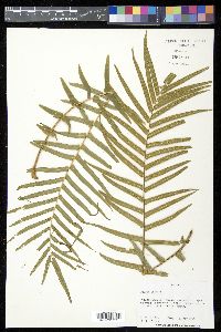 Pteris vittata image