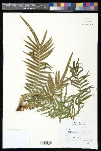 Pteris vittata image