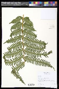 Pteris tripartita image