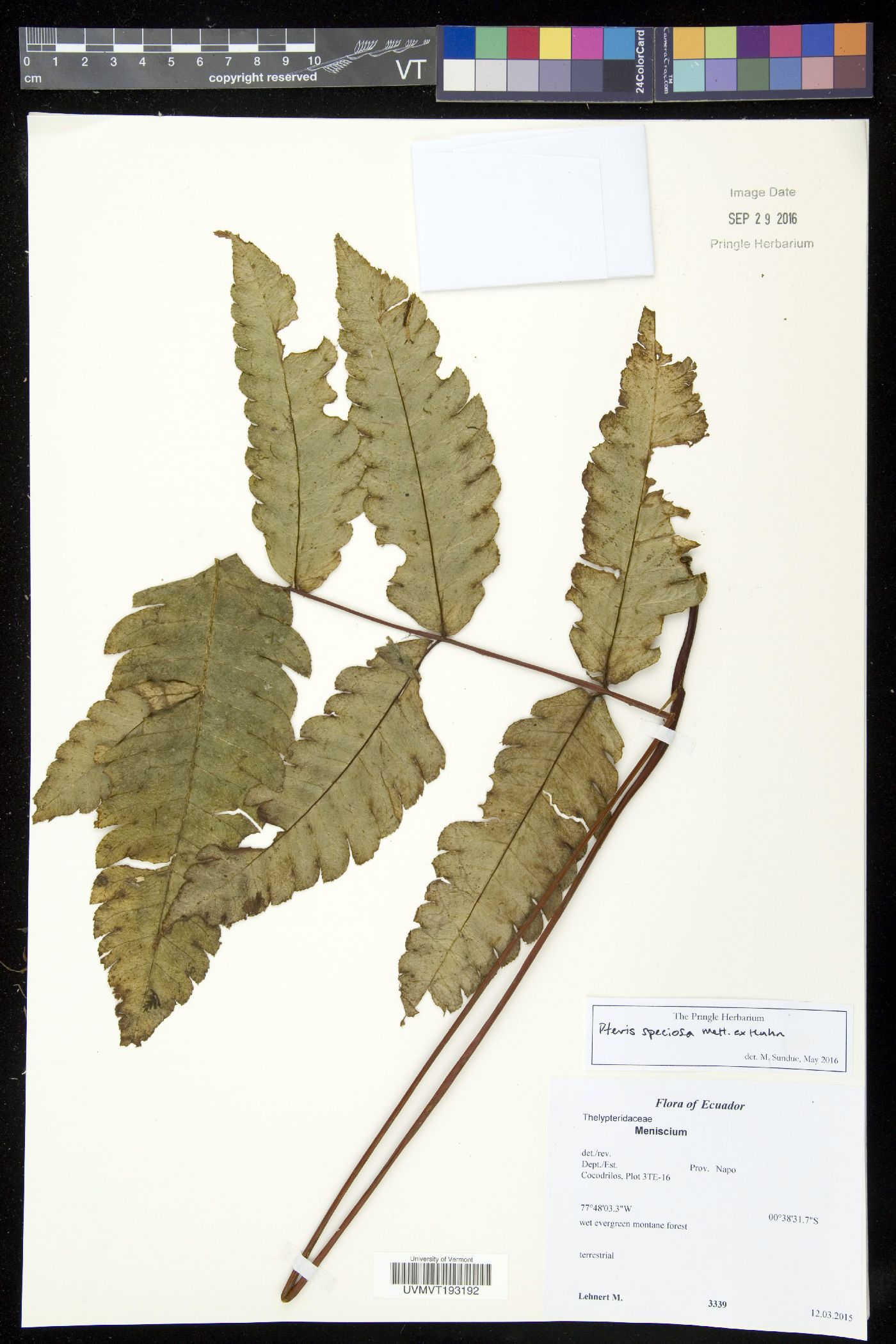 Pteris speciosa image