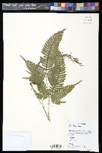 Pteris blumeana image