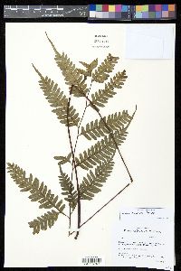 Pteris blumeana image