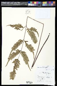 Pteris blumeana image