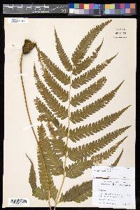 Pteris biaurita image