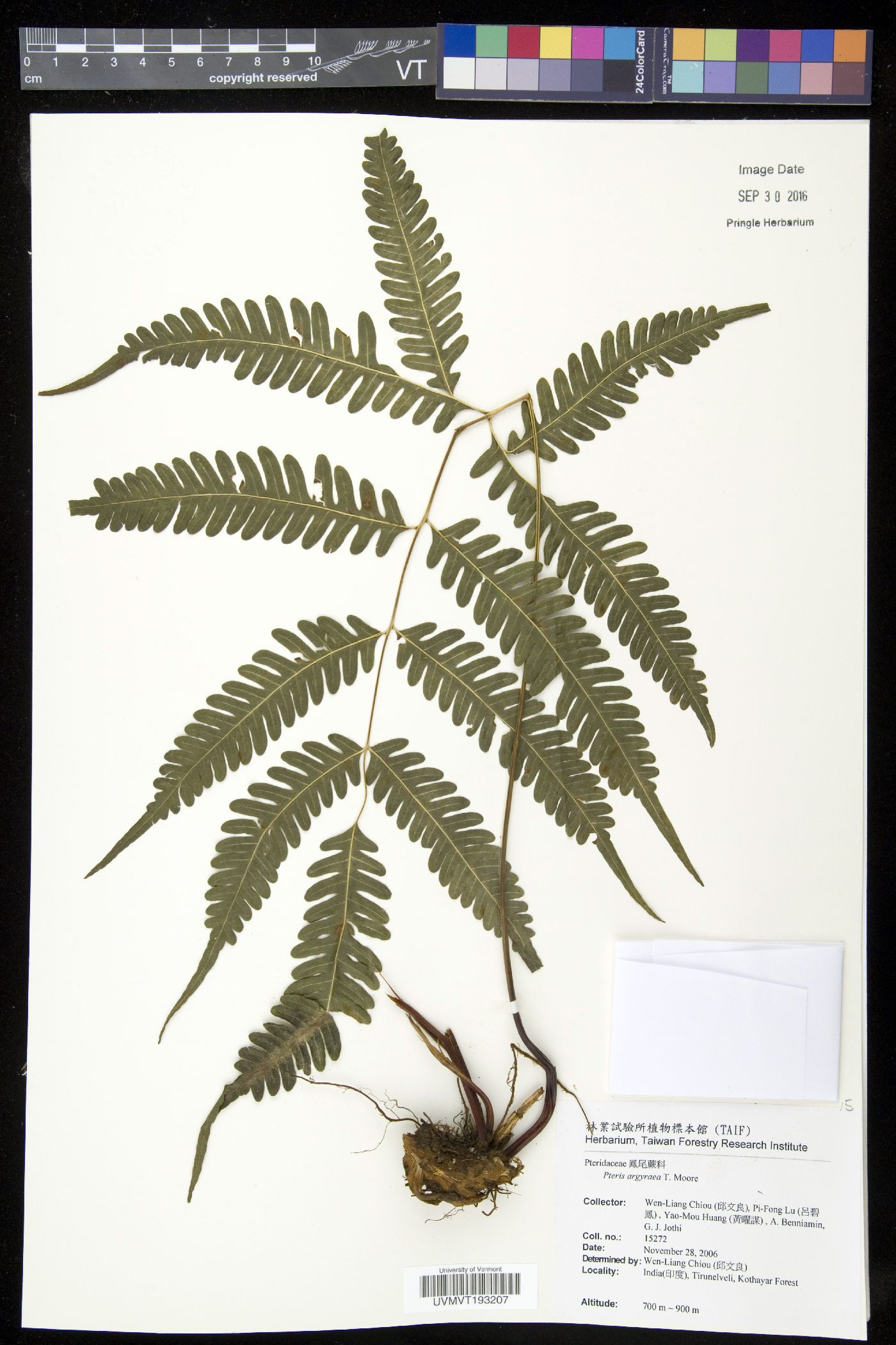 Pteris argyraea image