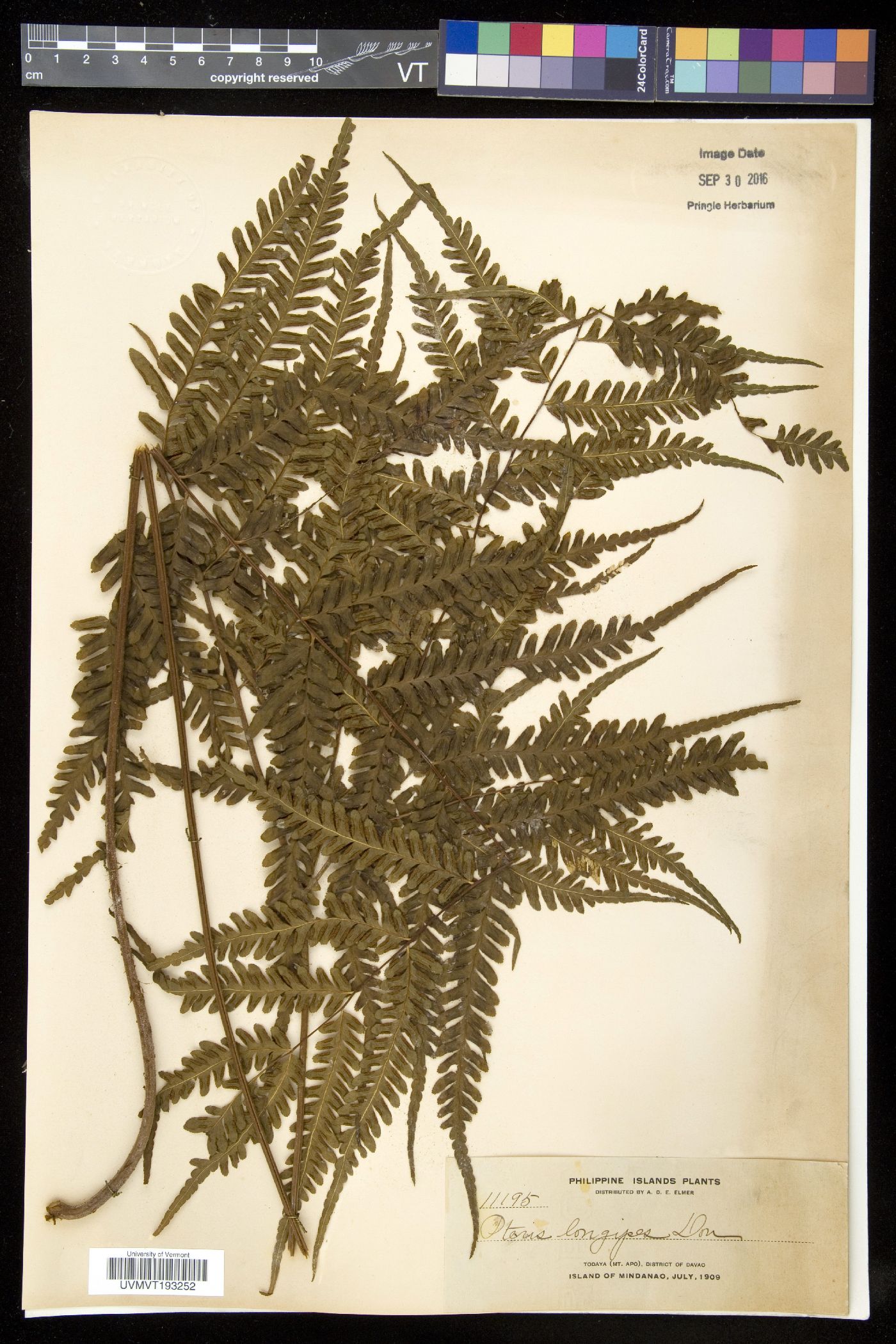 Pteris longipes image