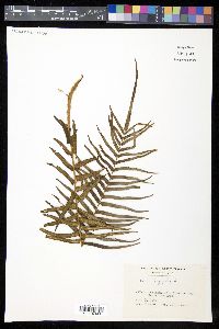 Pteris longifolia image