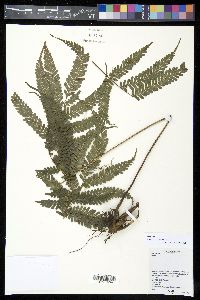 Pteris schlechteri image