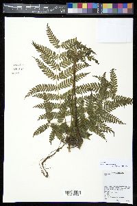 Pteris schlechteri image