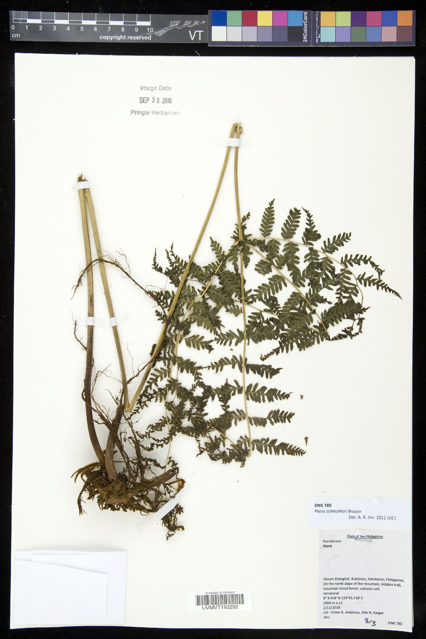 Pteris schlechteri image