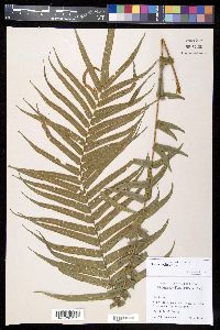 Pteris vittata image