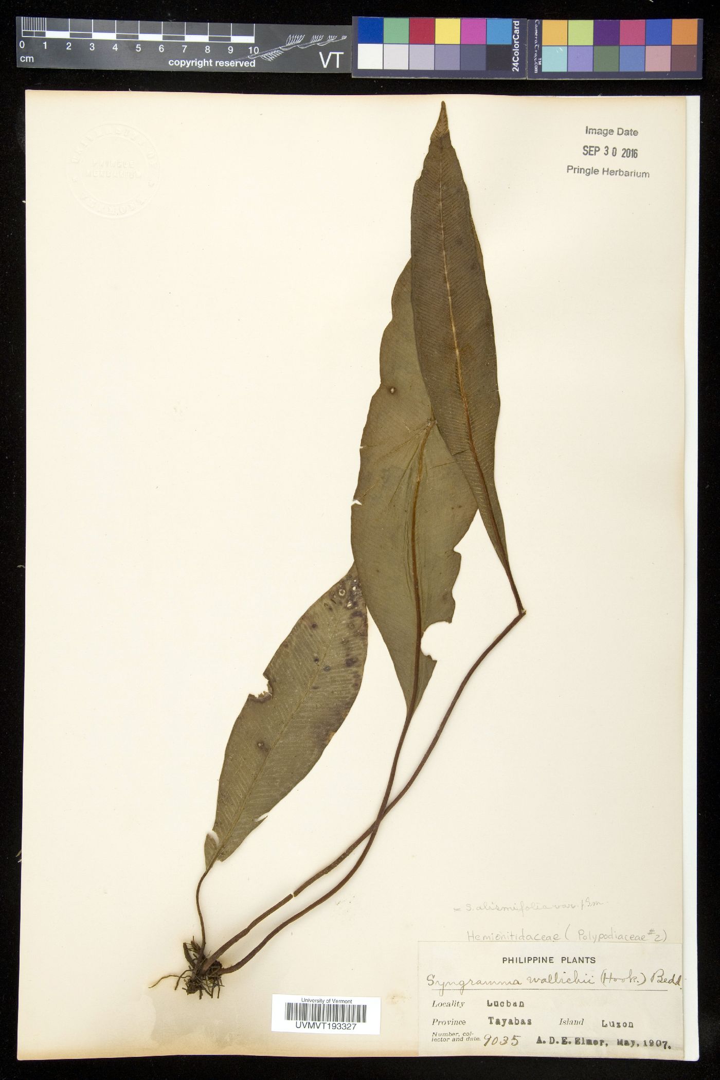 Syngramma wallichii image