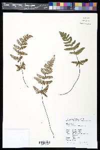 Aleuritopteris dealbata image