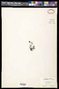 Aleuritopteris argentea image