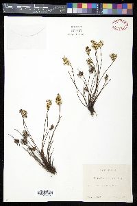 Aleuritopteris argentea image
