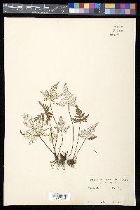 Aleuritopteris argentea image