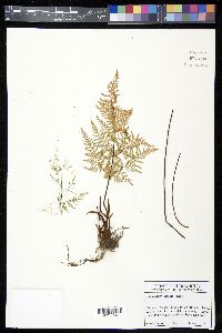 Cheilanthes hirsuta image