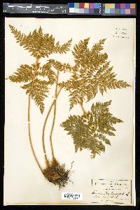 Cheilanthes leucopoda image