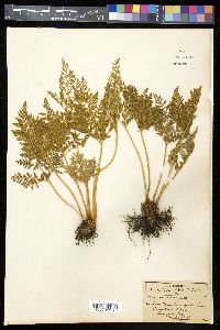 Cheilanthes leucopoda image