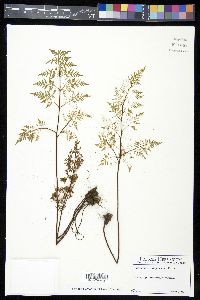 Cheilanthes rufopunctata image