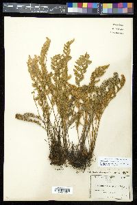 Myriopteris windhamii image