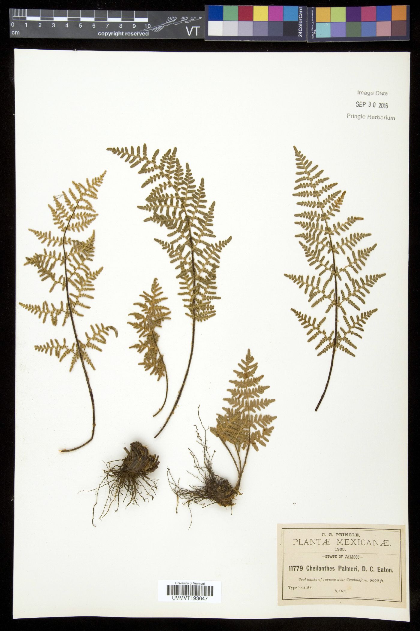 Cheilanthes palmeri image