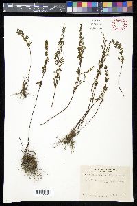 Cheilanthes tenuifolia image