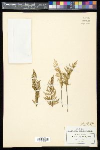 Gaga angustifolia image