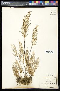 Gaga angustifolia image