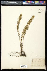 Myriopteris aurea image