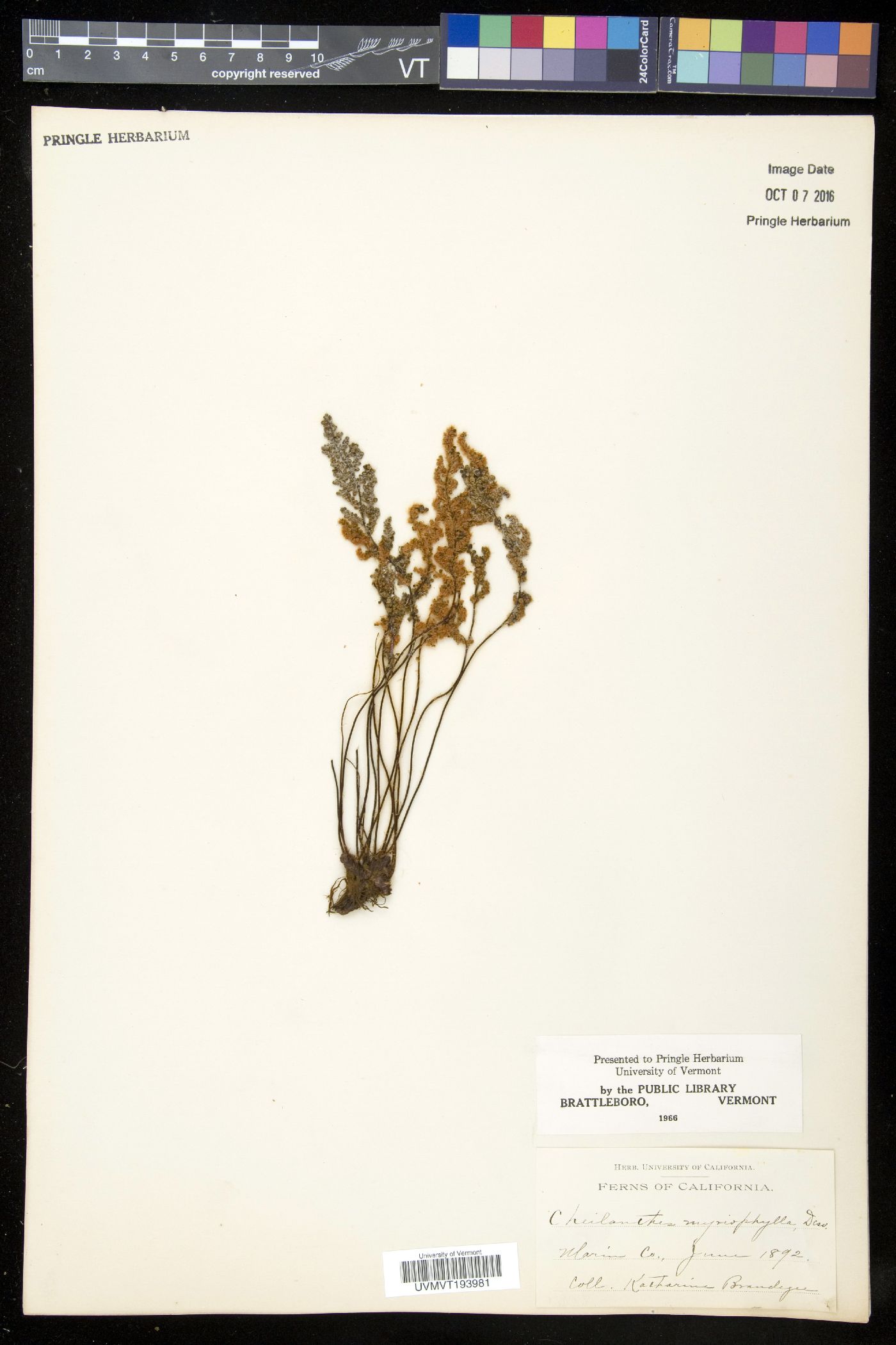 Myriopteris myriophylla image