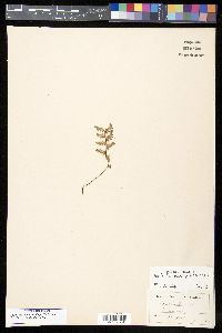 Myriopteris newberryi image