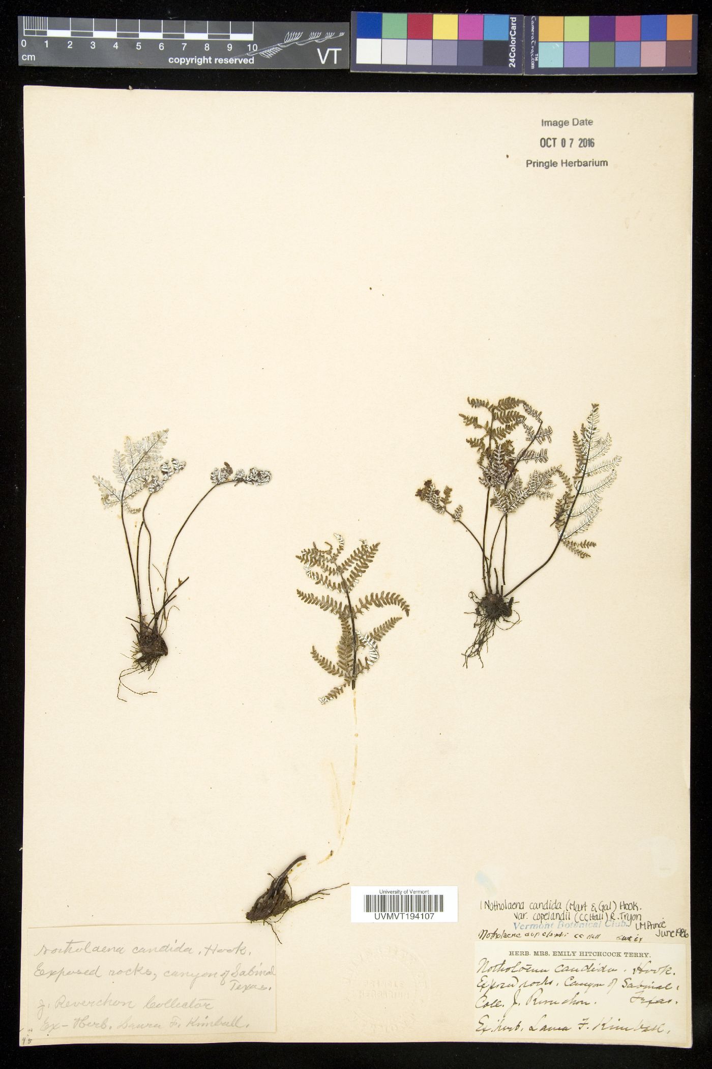 Notholaena candida var. copelandii image
