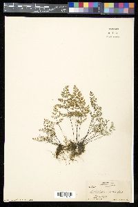 Argyrochosma nivea image